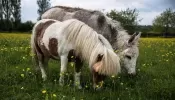California Couple ‘Can’t Comprehend’ Why Their Pair of Miniature Ponies Were Shot to Death
