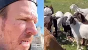 Chip Gaines Sports Wounds on Face as He Feeds Wife Joanna’s Fading Valentine’s Roses to the Family Goats