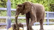 Disney's Adorable New Baby Elephant Makes Her Public Debut at Animal Kingdom Park