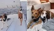 (Exclusive)? Couple Goes Viral Living on Boat with Two Dogs. What Happens When Pups Have to Go to the Bathroom