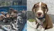 Florida Rescue Saves 16 Abandoned Puppies Found with 'Many Fleas,' Scrapes, and Scars