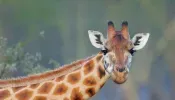 Giraffes Need Protections of Endangered Species Act After Declining Numbers, U.S. Wildlife Officials Say